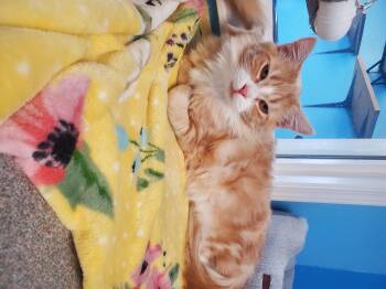 Domestic Long Hair Cats Available for Adoption in Polson, Montana - Bonaduce | PetCurious