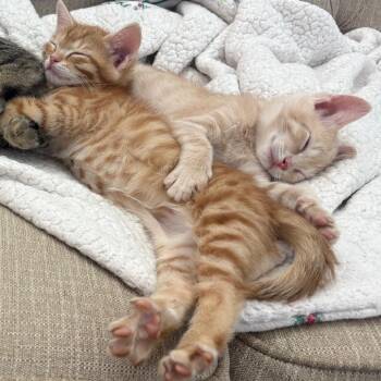 Chippy -  Domestic Short Hair Cat for Adoption in Lewisville, Texas - Chippy | PetCurious