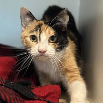 Miley Cyrus -  Domestic Short Hair Cat for Adoption in Matteson, Illinois - Miley Cyrus | PetCurious