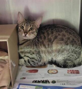 Evie -  Domestic Short Hair Cat for Adoption in Largo, Florida - Evie | PetCurious