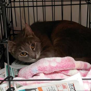Sumac -  Domestic Short Hair Cat for Adoption in Brighton, Missouri - Sumac | PetCurious