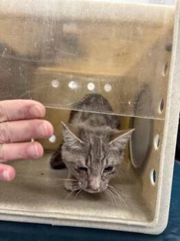 Domestic Short Hair Cats Available for Adoption - Turtle | PetCurious