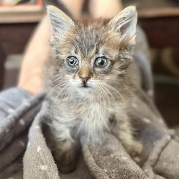 Olive* -  Domestic Short Hair Cat for Adoption in San Gabriel, California - Olive* | PetCurious
