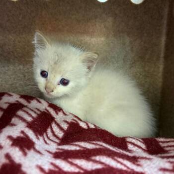 Cecily -  Domestic Short Hair Cat for Adoption in Norman, Oklahoma - Cecily | PetCurious