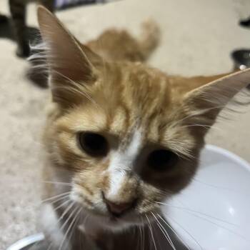 Chutney -  Domestic Long Hair Cat for Adoption in Hamilton, Ontario - Chutney | PetCurious