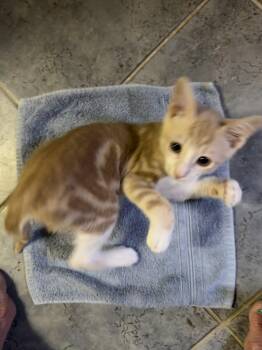 Angelo ( JJ) -  Tabby Cat for Adoption in Vallejo, California - Angelo ( JJ) | PetCurious