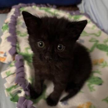 Domestic Short Hair Cats Available for Adoption in Pasadena, California - Fiona | PetCurious