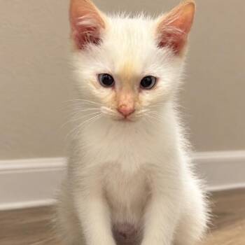 Flynn Rider -  Domestic Short Hair Cat for Adoption in Denver, Colorado - Flynn Rider | PetCurious