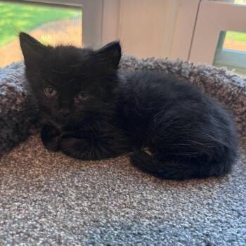 Fiona -  Domestic Medium Hair Cat for Adoption in Franklin, Tennessee - Fiona | PetCurious
