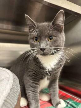 Domestic Short Hair Cats Available for Adoption in Hilton Head Island, South Carolina - Hazard | PetCurious