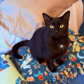 Ginny -  Domestic Short Hair Cat for Adoption in Honeoye, New York - Ginny | PetCurious
