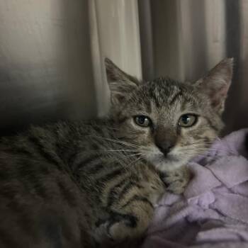 Cosmic Brownie -  Domestic Short Hair Cat for Adoption in Pasadena, California - Cosmic Brownie | PetCurious