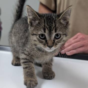 Seth -  Domestic Short Hair Cat for Adoption in Canton, Illinois - Seth | PetCurious