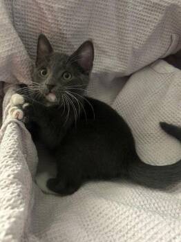 Domestic Short Hair Cats Available for Adoption - Panzer BONDED With Schoney | PetCurious