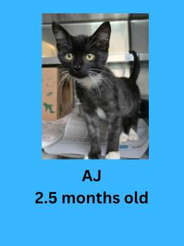 AJ -  Domestic Short Hair Cat for Adoption in Ravenna, Ohio - AJ | PetCurious
