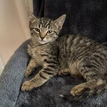 Binks -  Domestic Short Hair Cat for Adoption in Columbus, North Carolina - Binks | PetCurious