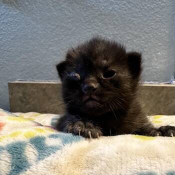 Domestic Short Hair Cats Available for Adoption in Kanab, Utah - Insignia | PetCurious