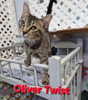 Domestic Short Hair Cats Available for Adoption in Rome, Georgia - Oliver Twist | PetCurious