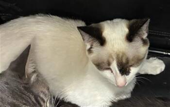 Domestic Short Hair Cats Available for Adoption in Palmetto, Florida - A136632 | PetCurious