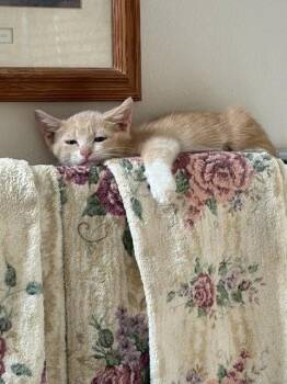 Pooky -  Domestic Short Hair Cat for Adoption in The Woodlands, Texas - Pooky | PetCurious