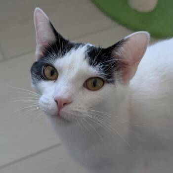 Kash -  Domestic Short Hair Cat Available for Adoption in Middleton, Wisconsin - Kash | PetCurious