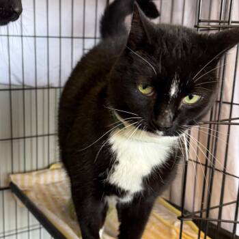 Domestic Short Hair Cats Available for Adoption in Normal, Illinois - Boots | PetCurious
