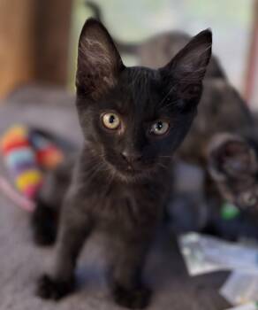 Nube -  Domestic Short Hair Cat for Adoption in Oracle, Arizona - Nube | PetCurious