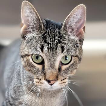 Melody -  Domestic Short Hair Cat for Adoption in Jefferson, Wisconsin - Melody | PetCurious