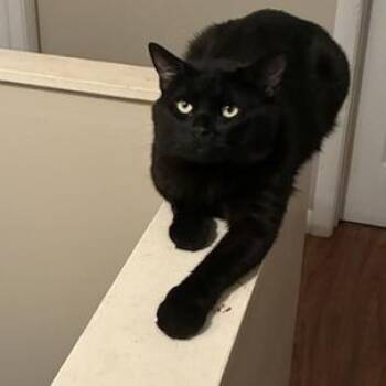 Titi -  Domestic Short Hair Cat for Adoption in Mokena, Illinois - Titi | PetCurious
