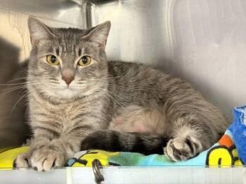 Kingsley -  Domestic Short Hair Cat for Adoption in New York, New York - Kingsley | PetCurious