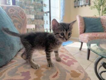 Paprika -  Domestic Short Hair Cat for Adoption in Deltona, Florida - Paprika | PetCurious