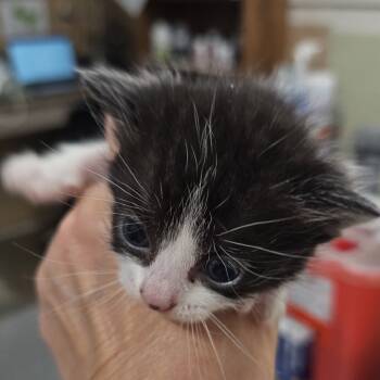 Rescue Domestic Medium Hair Cats for Adoption in Eureka Springs, Arkansas - Yule Log* | PetCurious