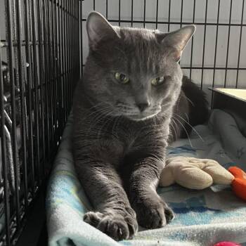 Dante -  Domestic Short Hair Cat for Adoption in Middletown, New York - Dante | PetCurious
