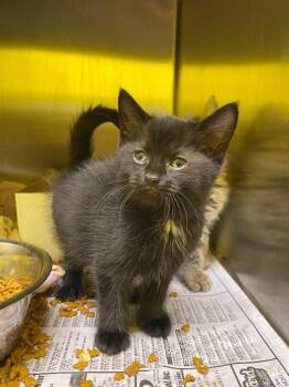 Domestic Short Hair Cats Available for Adoption in Jackson, Tennessee - Margaret | PetCurious