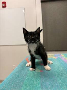 Sparkling Gourami -  Domestic Short Hair Cat for Adoption in Kansas City, Missouri - Sparkling Gourami | PetCurious