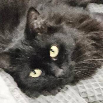 Domestic Medium Hair Cats Available for Adoption in Hemet, California - Lily | PetCurious