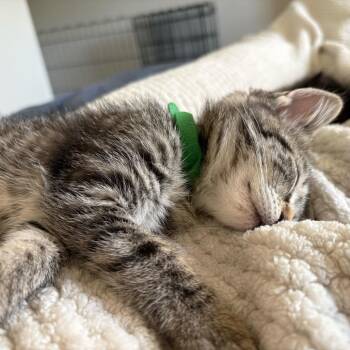 Samwise (Hobbits) -  Domestic Short Hair Cat Available for Adoption in Charlotte, North Carolina - Samwise (Hobbits) | PetCurious