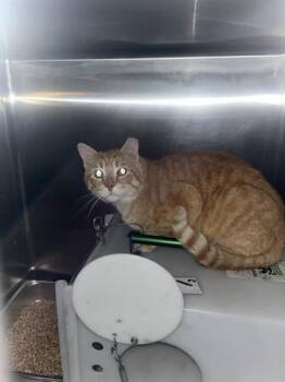 Domestic Short Hair Cats Available for Adoption in Rowlett, Texas - MUNCH | PetCurious