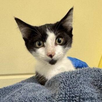 3 Monkeys -  Domestic Short Hair Cat for Adoption in Richmond, Virginia - 3 Monkeys | PetCurious