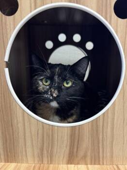Domestic Short Hair Cats Available for Adoption - Oksana | PetCurious