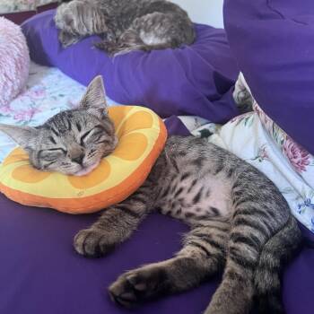 One Fish and Two Fish -  Domestic Short Hair Cat for Adoption in Snoqualmie, Washington - One Fish And Two Fish | PetCurious