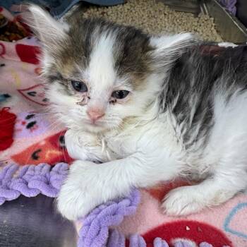 Domestic Medium Hair Cats Available for Adoption in Parrish, Alabama - Salt | PetCurious