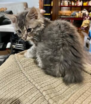 Glacier -  American Bobtail and Domestic Medium Hair Cat Available for Adoption in Cromwell, Kentucky - Glacier | PetCurious