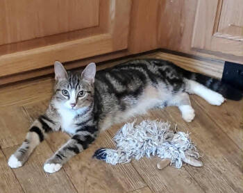 Rescue Domestic Short Hair Cats for Adoption in Gorham, Maine - Sparrow | PetCurious