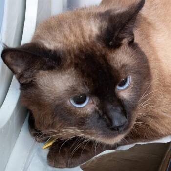 SAMMY -  Siamese Cat for Adoption in St. Louis, Missouri - SAMMY | PetCurious