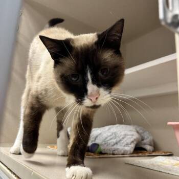 Eggroll -  Siamese Cat for Adoption in Durango, Colorado - Eggroll | PetCurious