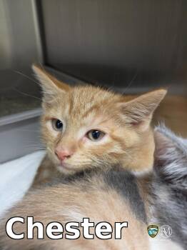 Chester -  Domestic Short Hair Cat for Adoption in Rocky Mount, North Carolina - Chester | PetCurious