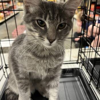 Rescue Tabby Cats for Adoption in Baker, Louisiana - Bojangles | PetCurious