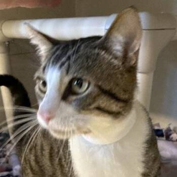 Roger -  Domestic Short Hair Cat for Adoption in Lansing, Michigan - Roger | PetCurious