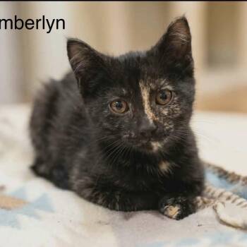Emberlyn -  Tortoiseshell Cat for Adoption in Wyandotte, Michigan - Emberlyn | PetCurious